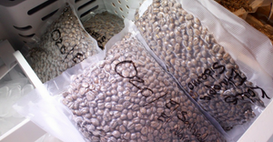 Apa Yang Bisa Anda Lakukan Ketika Punya Stok Kopi Berlebihan? Bekukan!