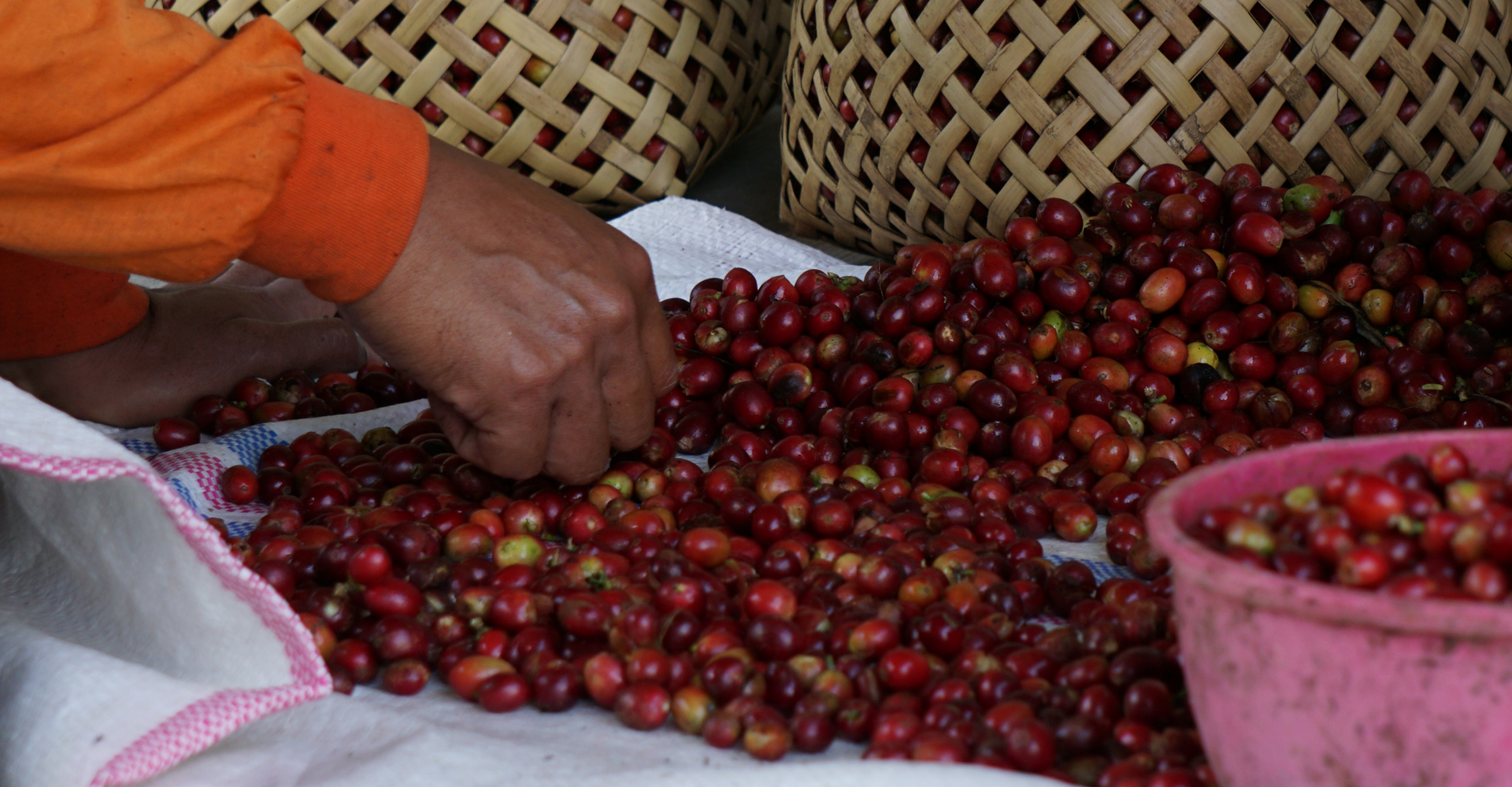 Proses Pasca Panen Dalam Kopi