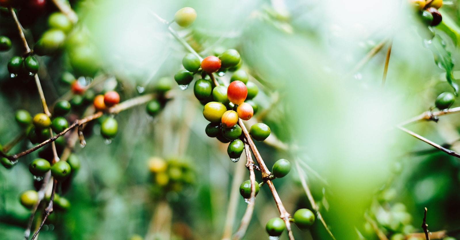 Jatuh Bangun Eksistensi Kopi Mandailing – Gordi.id